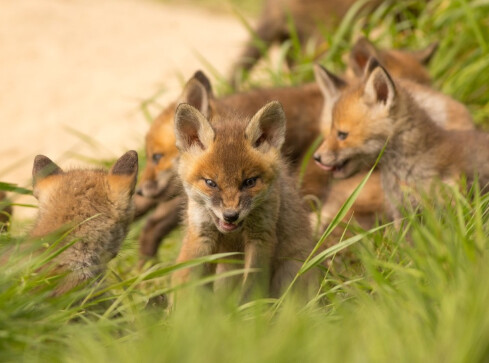 Niedoliski, podloty i warchlaki. Jak się nimi opiekują rodzice?  - grafika