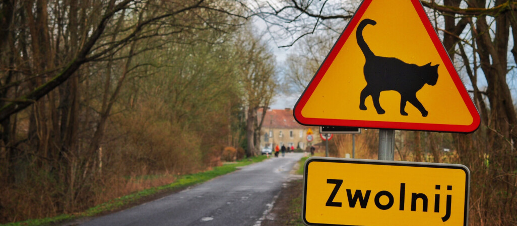 Przez ten znak wzrosła populacja kotów 