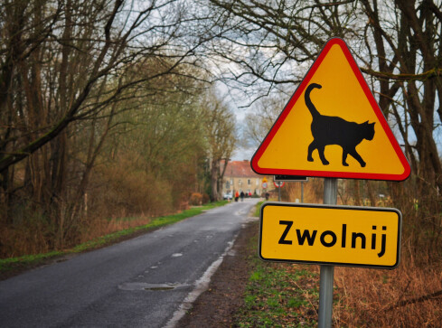 Przez ten znak wzrosła populacja kotów  - grafika