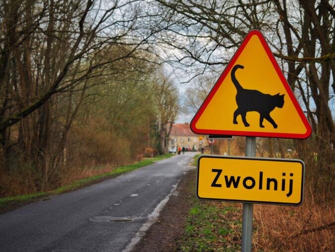 Przez ten znak wzrosła populacja kotów  - grafika