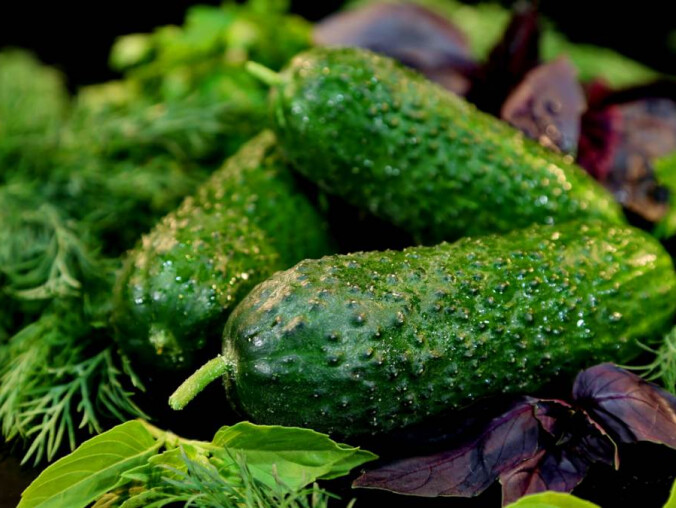 Nadchodzi letni hit kulinarny: ogórki małosolne. Jak je zrobić, że - grafika