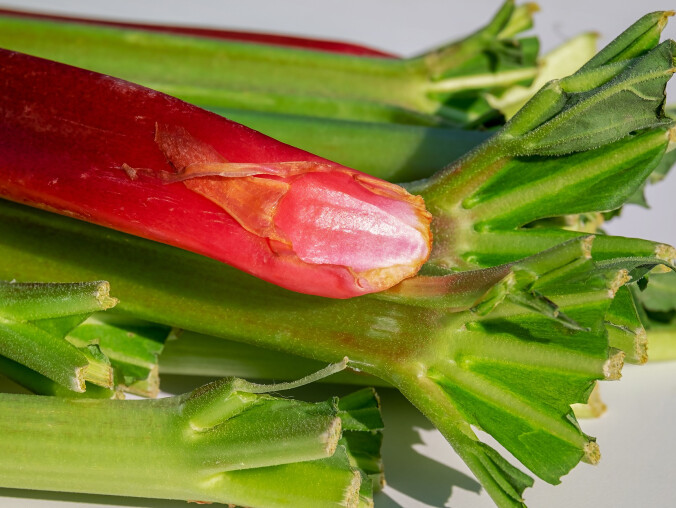 Właściwości rabarbaru, czyli rhubarb medicine - grafika