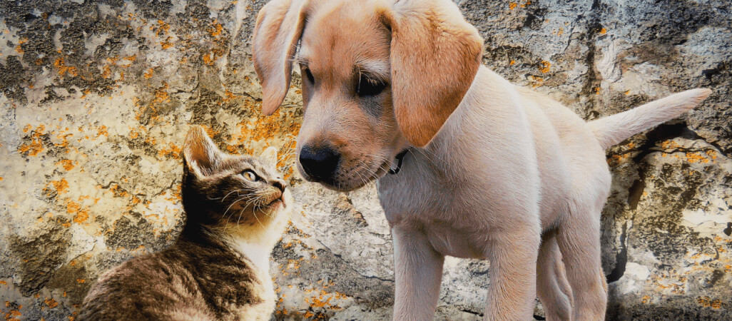 Czy zwierzęta mogą zarazić się COVID-19?