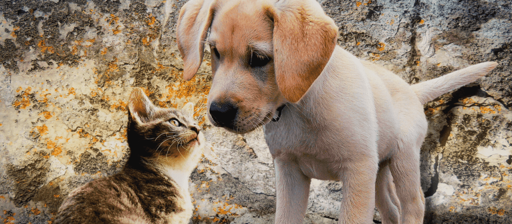 Czy zwierzęta mogą zarazić się COVID-19?