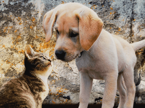 Czy zwierzęta mogą zarazić się COVID-19? - grafika