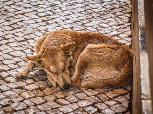 "Numer 112 dla zwierząt" - dzwonić na niego będą ludzie - grafika