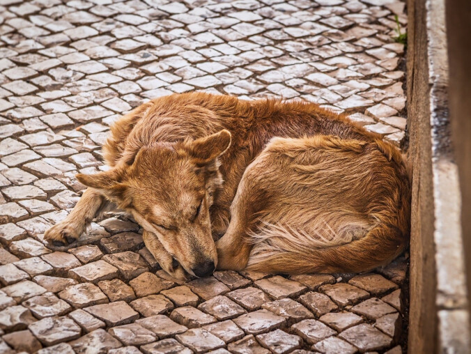 "Numer 112 dla zwierząt" - dzwonić na niego będą ludzie - grafika