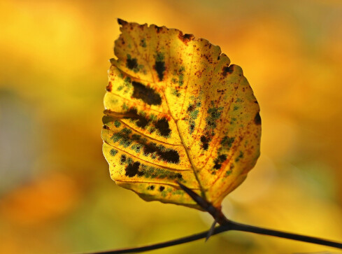 Chłodny październik. Prognoza pogody dla regionu - grafika