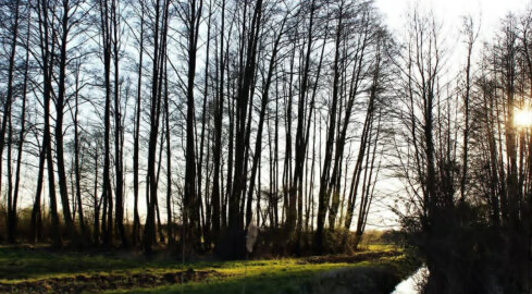 Spokojna, grudniowa aura w regionie - grafika