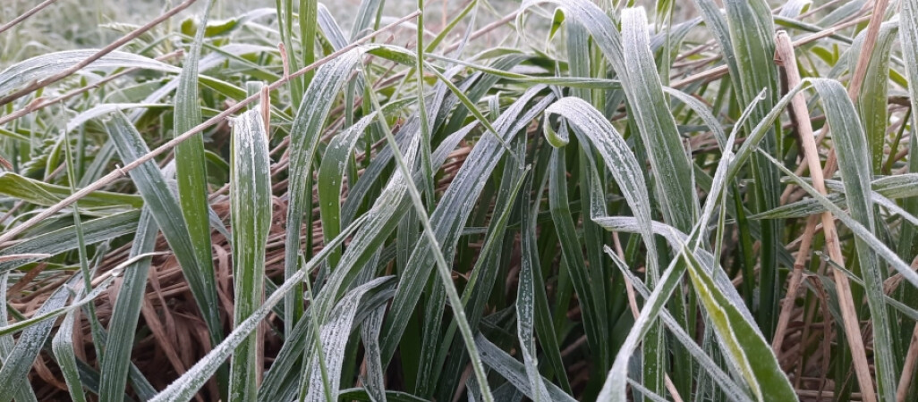 Zmienna pogoda z wiosenną aurą i opadami śniegu