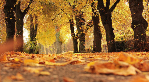 Pogodny początek listopada - grafika